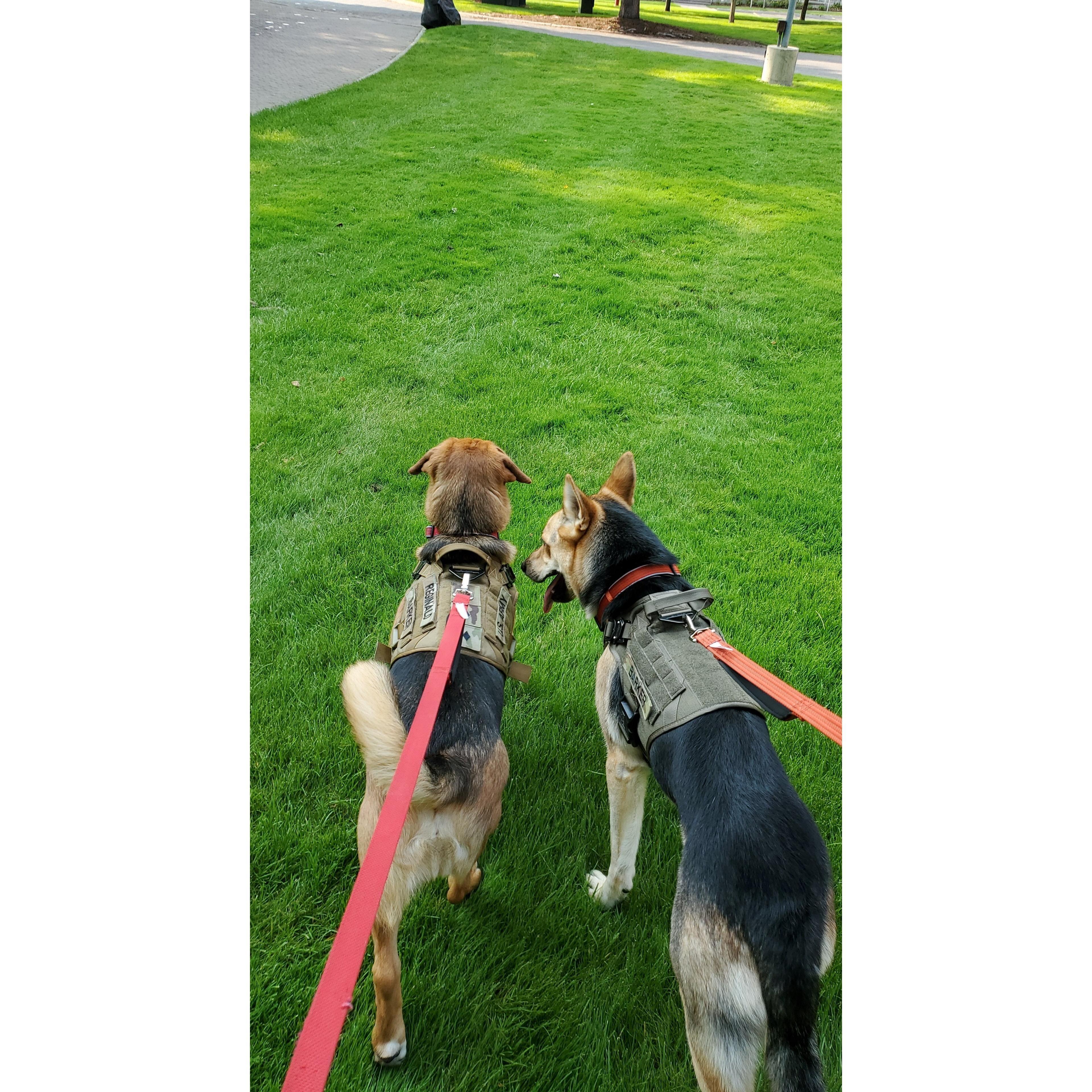 Luna was added to our family, 2020.