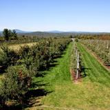 Carter Hill Orchard