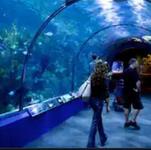 Audubon Aquarium of the Americas