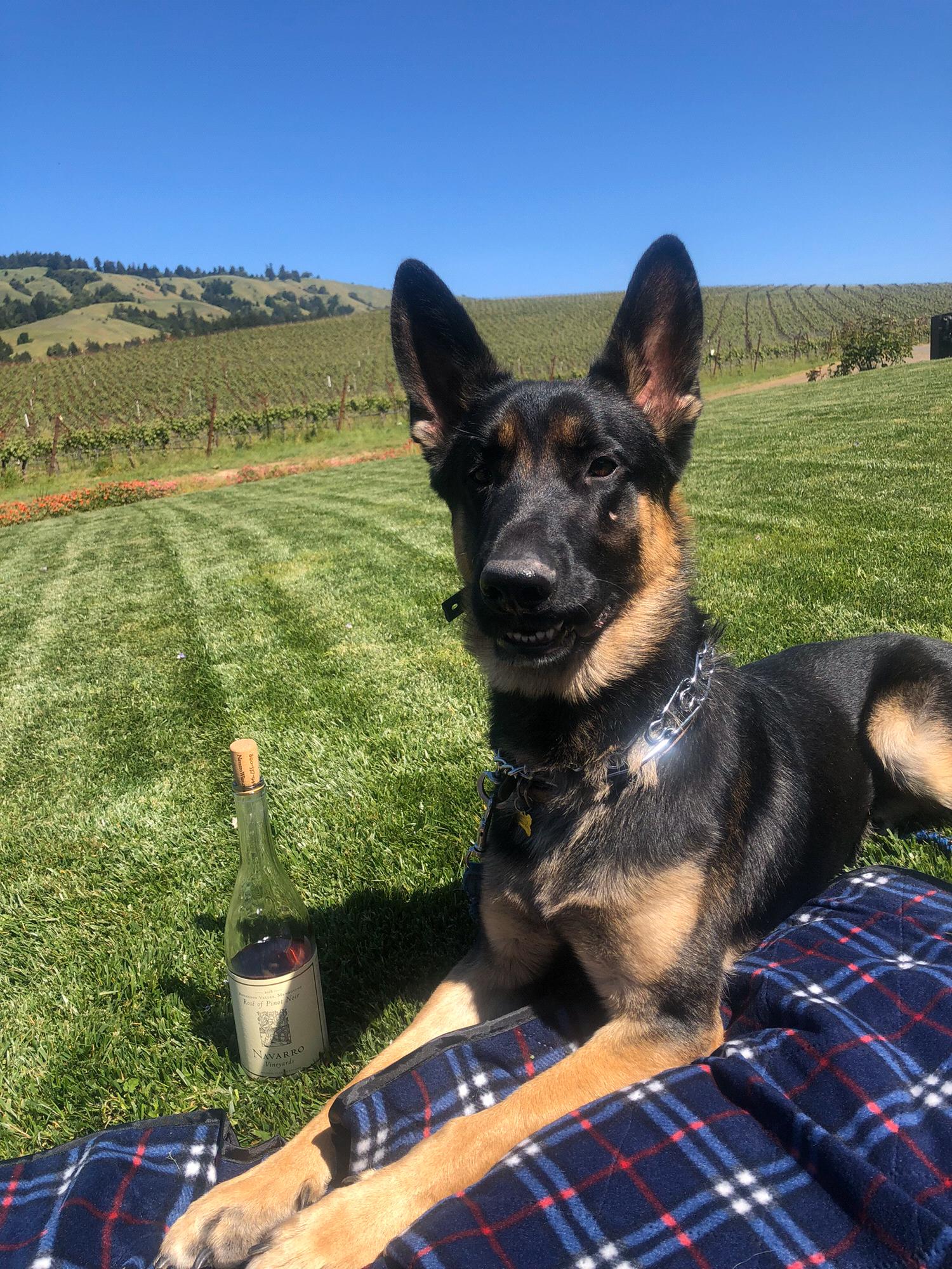 Navarro Vineyards