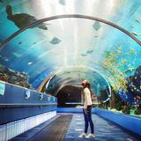 Georgia Aquarium