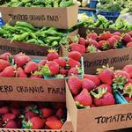 Tomatero Farm Tour