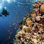 Scuba Diving and Snorkeling