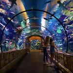 Shark Reef Aquarium at Mandalay Bay