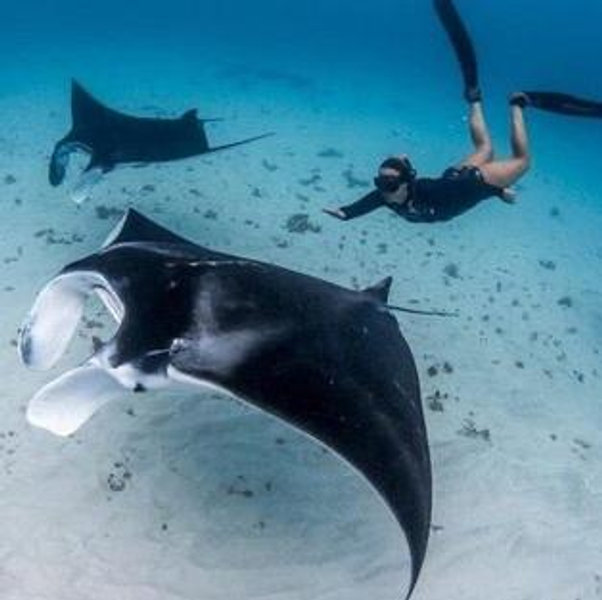 Honeymoon Snorkeling