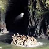 Sea Lion Caves