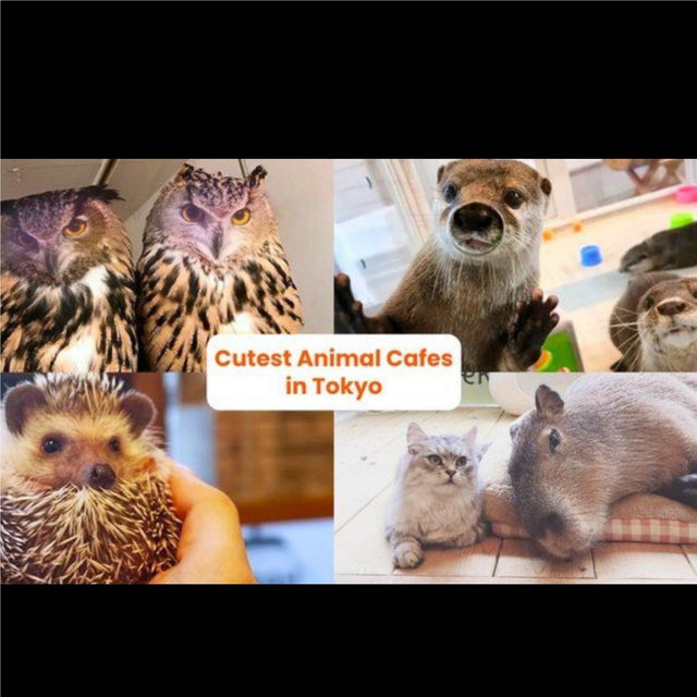 Animal Cafe Japan