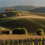 Sonoma