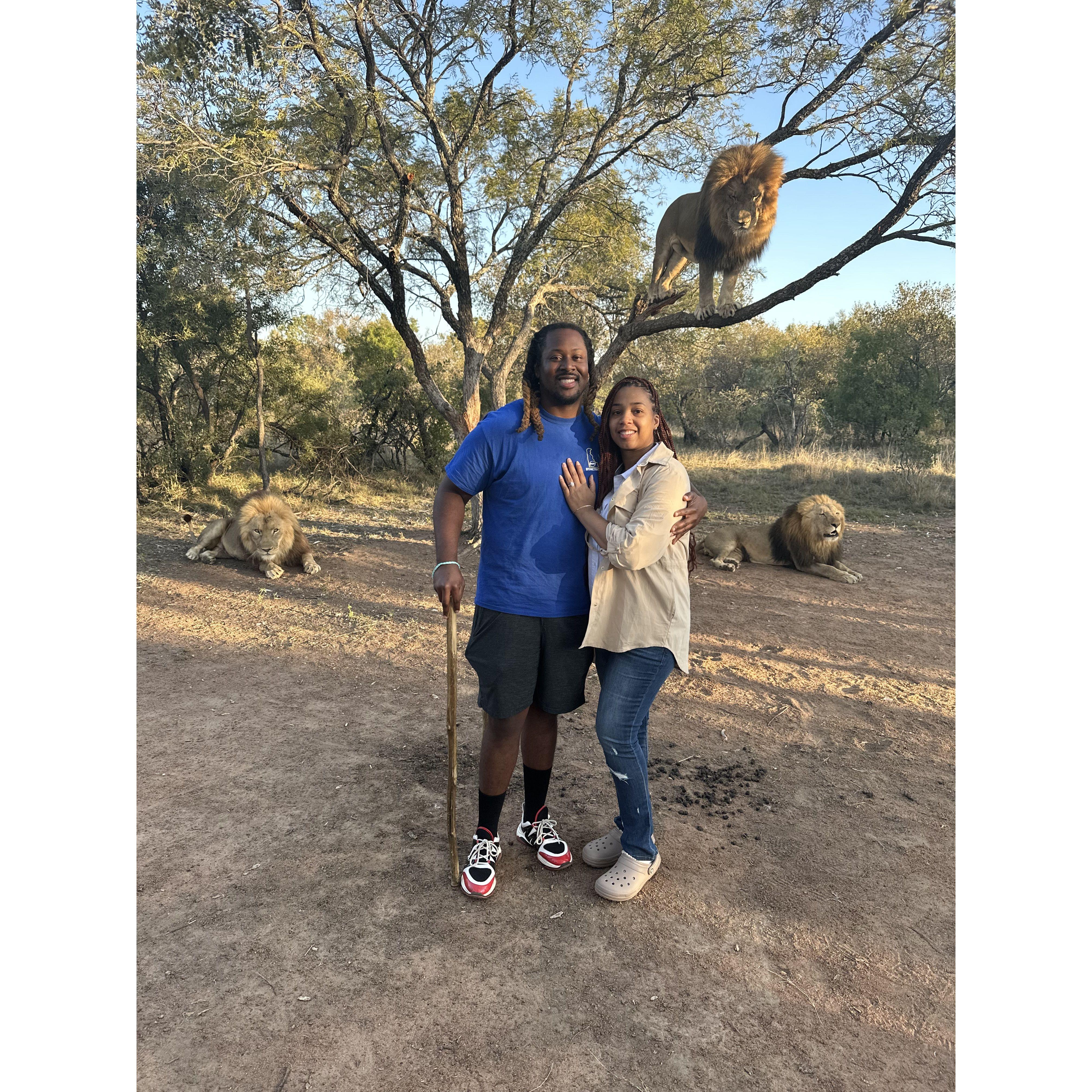 Our walk with the lions - 6/2023