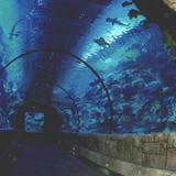 Shark Reef - Mandalay Bay