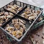 Oyster Farms