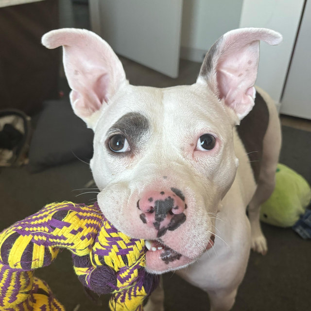 Toys for Lena