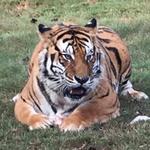 Chestatee Wildlife Preserve & Zoo