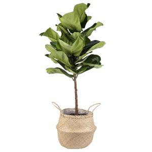 Ficus Lyrata Fiddle-Leaf Fig Standard Tree Floor Plant in 9.25 in. Grower Pot in Seagrass Natural Basket