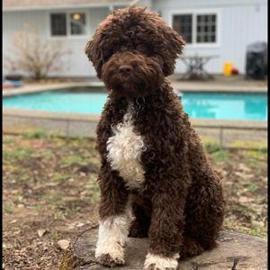 PUPPY FUND