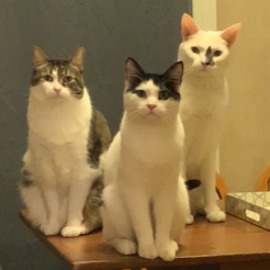 Our cat children, Casper (left), Nero (middle), and Sterling (right)