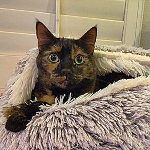 Chewy pet sitting fund
