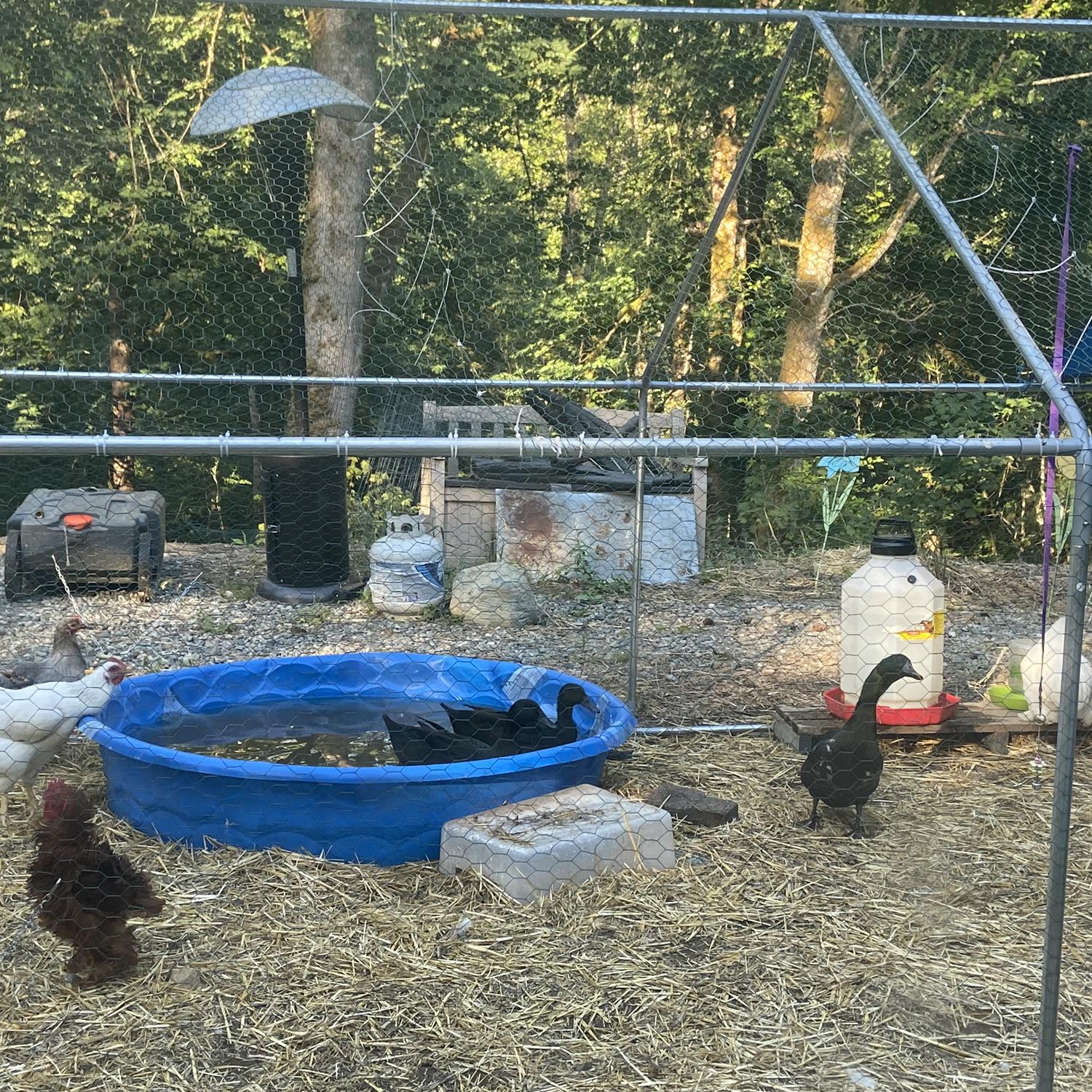 Ducks swimming in their temporary run!
