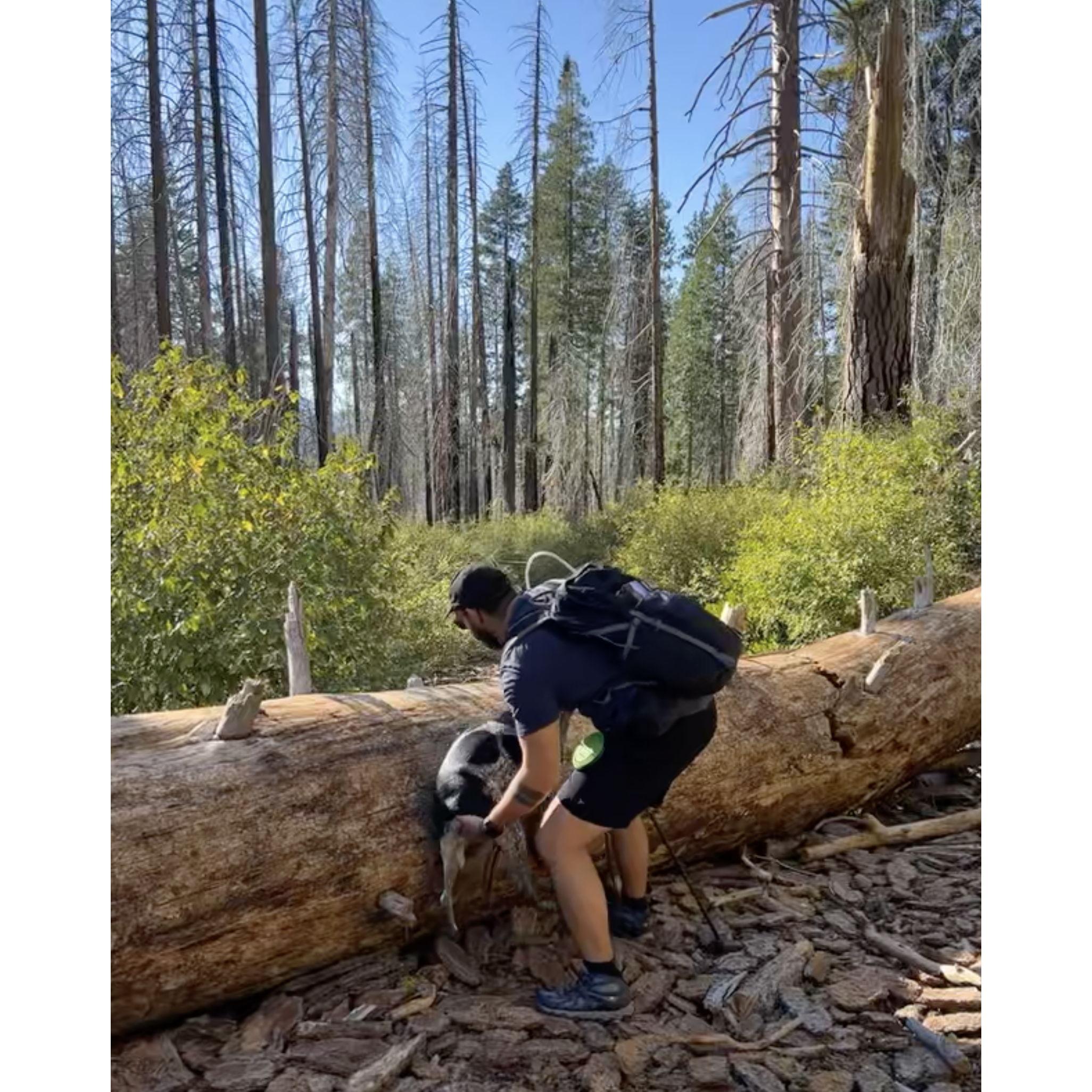 In our recommendations, this is Mariposa Grove of Giant Sequoias where Limon needed help getting over a tree lol.
