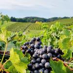 Linganore Winecellars
