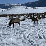 National Elk Refuge Sleigh Rides