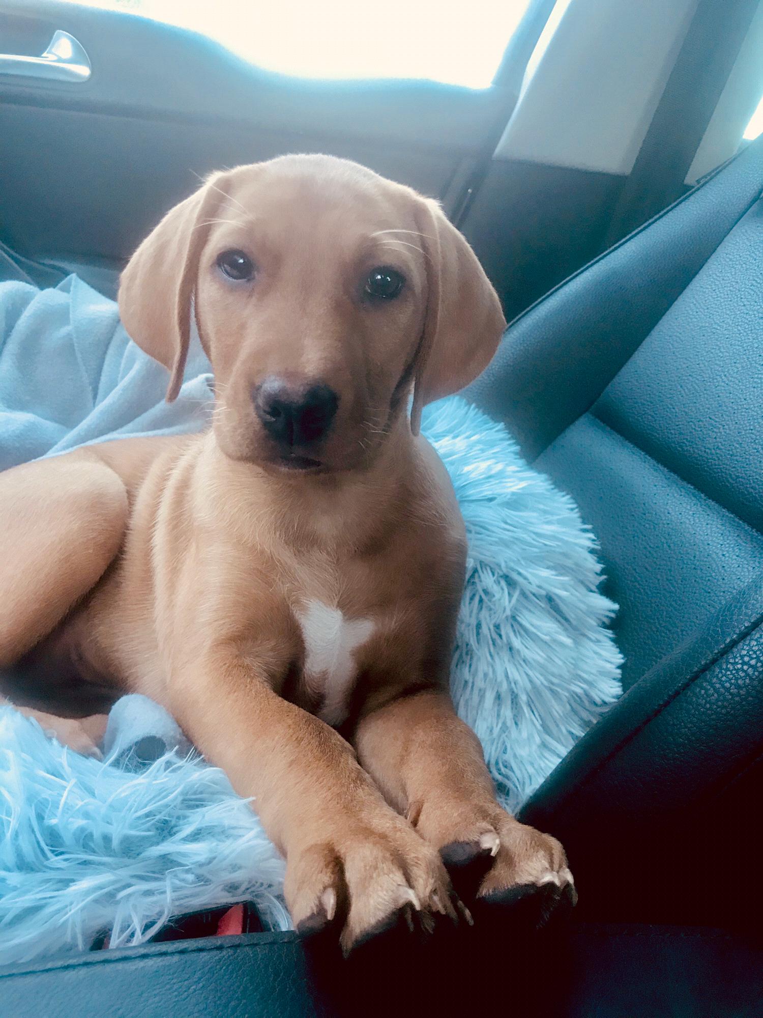Remi is a Red Lab/Vizsla mix! Griff named her Remi, short for Remington, and hopes to train her to hunt with him soon!