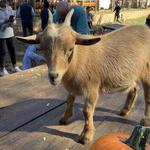 Spring Haven Farm LLC