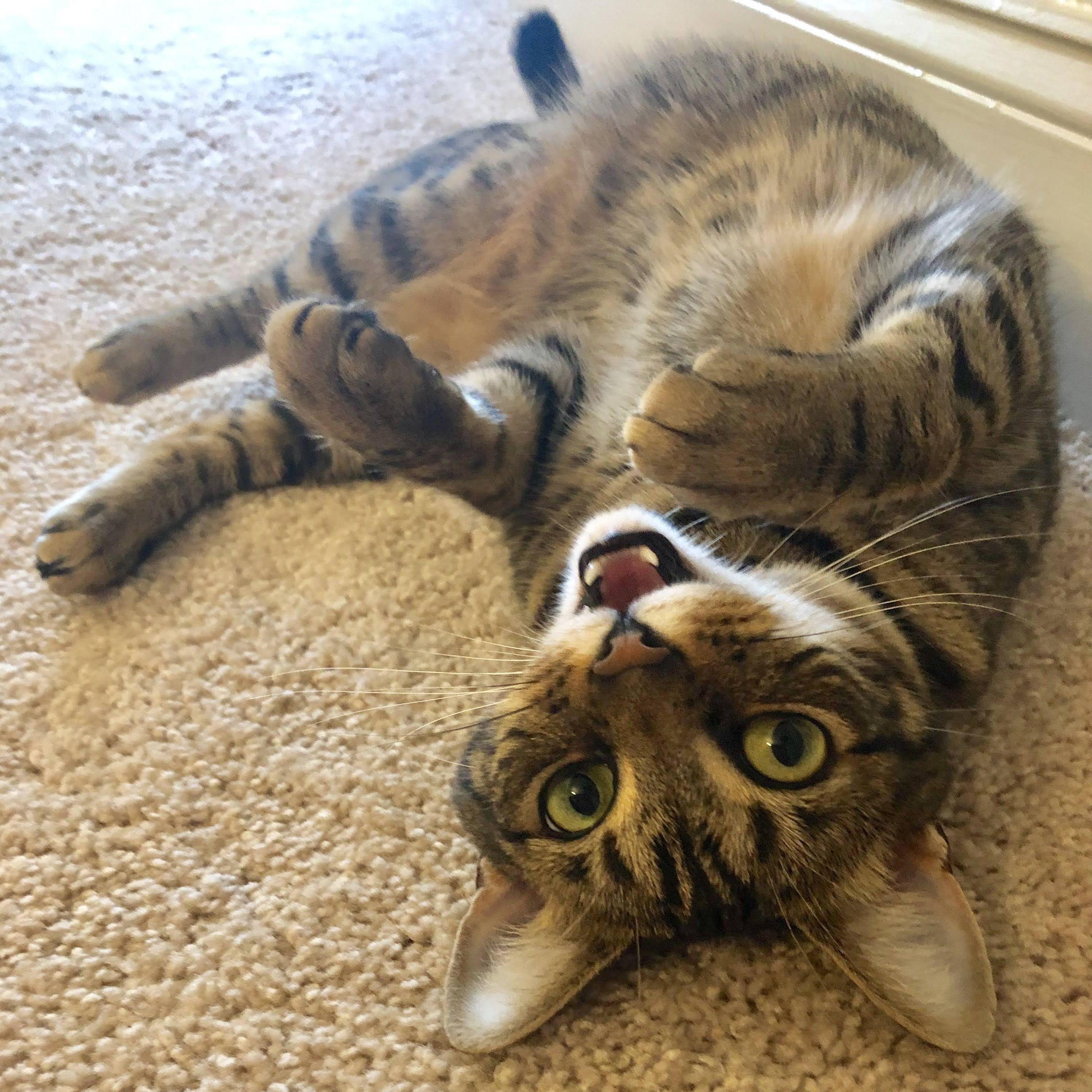 Duke