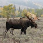 Alaska Wildlife Conservation Center