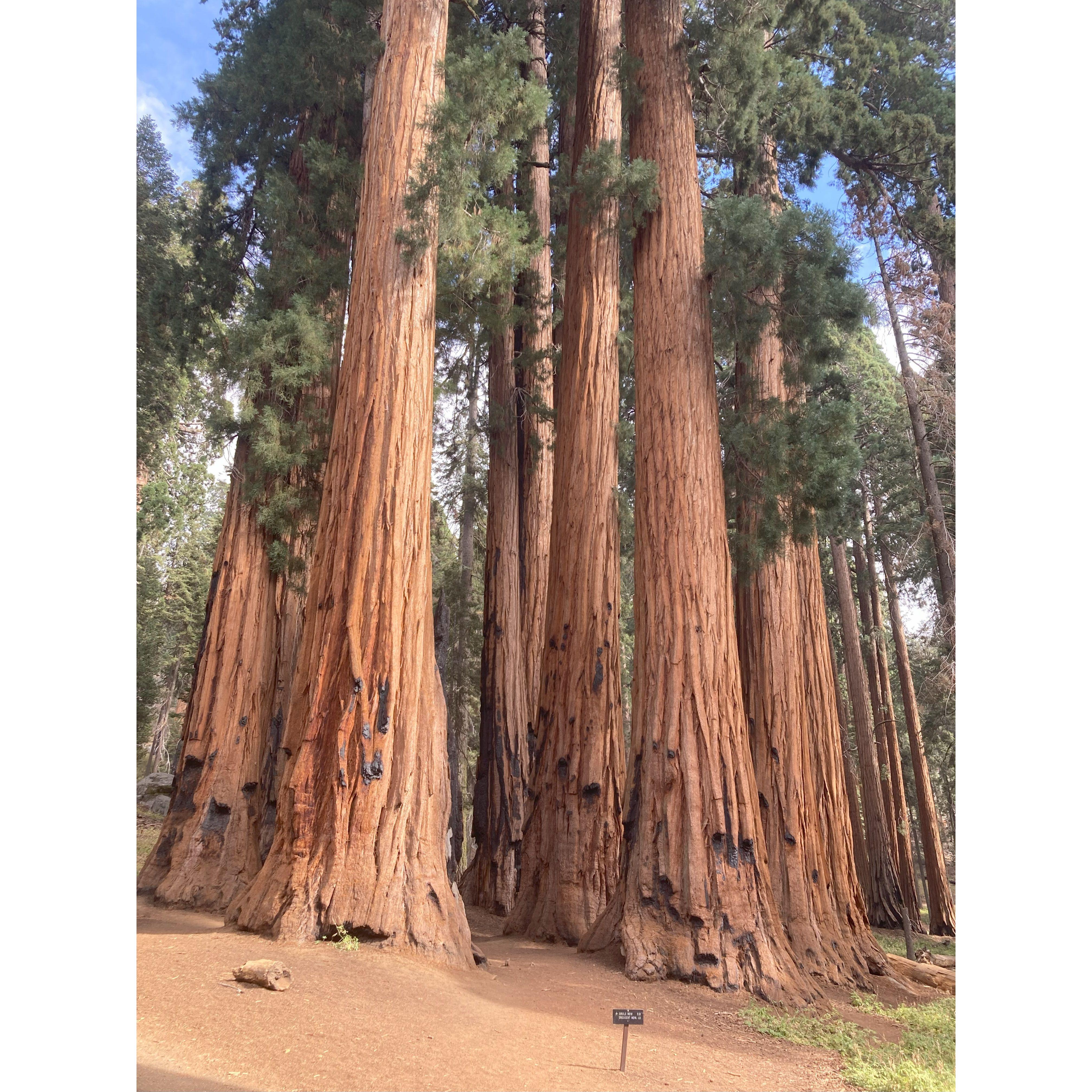 Sequoia National Park