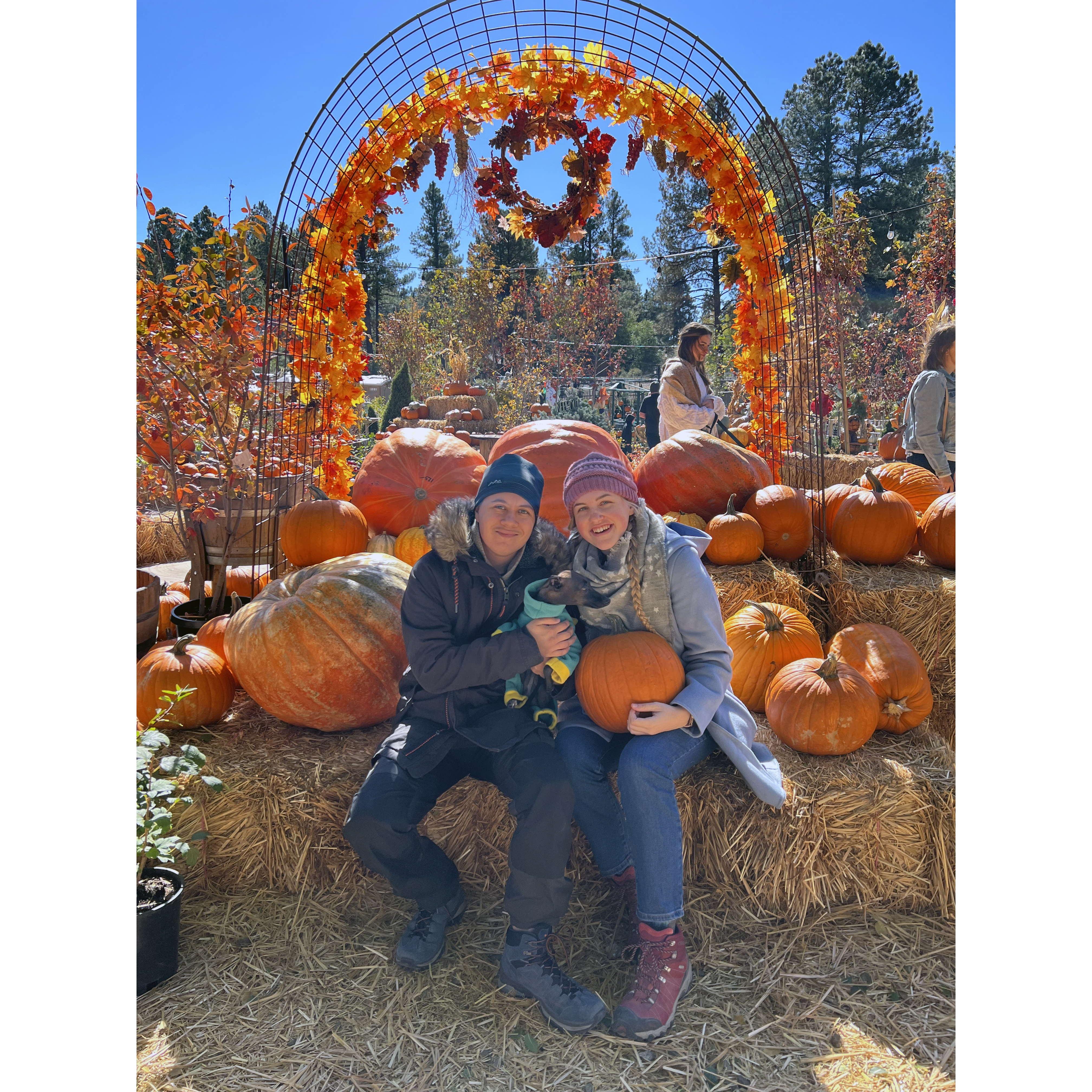 Pumpkin patch in Flagstaff, Arizona
