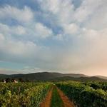 King Family Vineyards