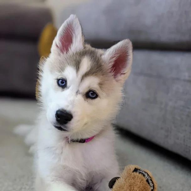 Our Future Puppy