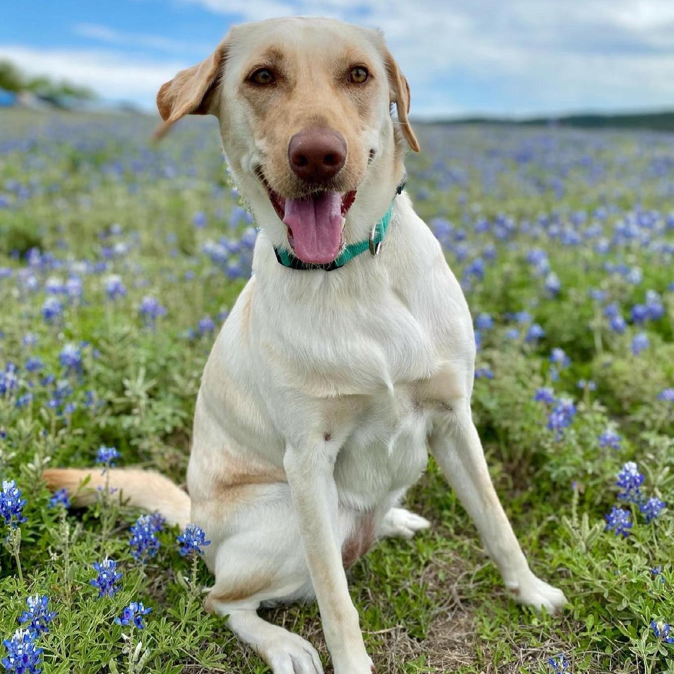 April, 2021. Taking Lyla to see her first bluebonnet field!