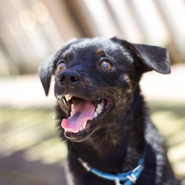 Piper