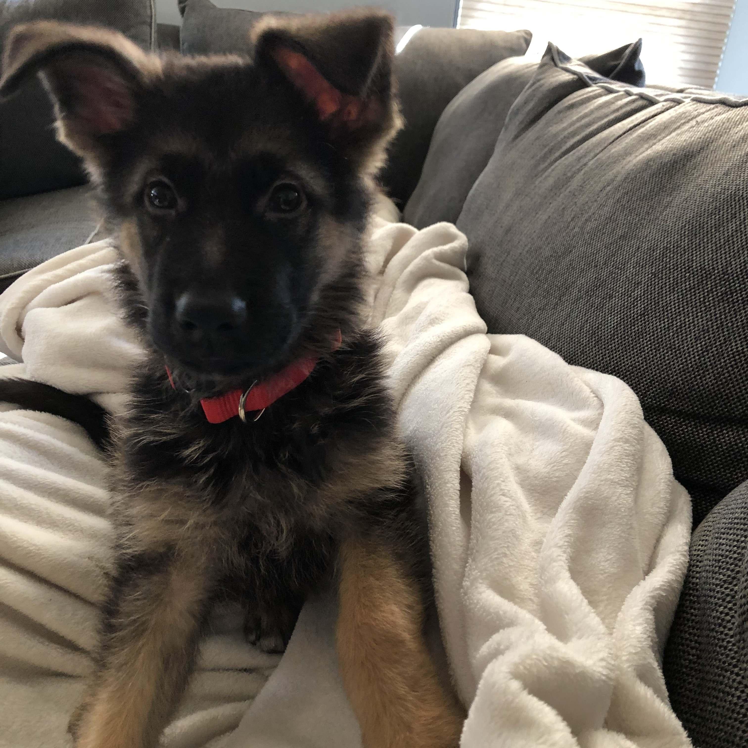 Our dog Franklin