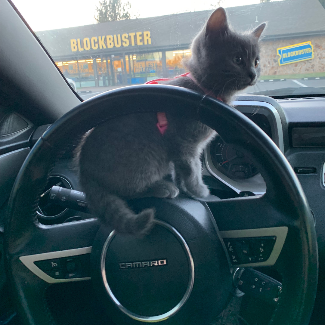 We rescued a midget street kitten on our anniversary in 2023