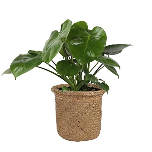 Costa Farms Swiss Cheese Monstera deliciosa, Indoor Plant in Seagrass Basket, 20-Inches Tall, Natural