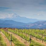Hood River Winery Tour