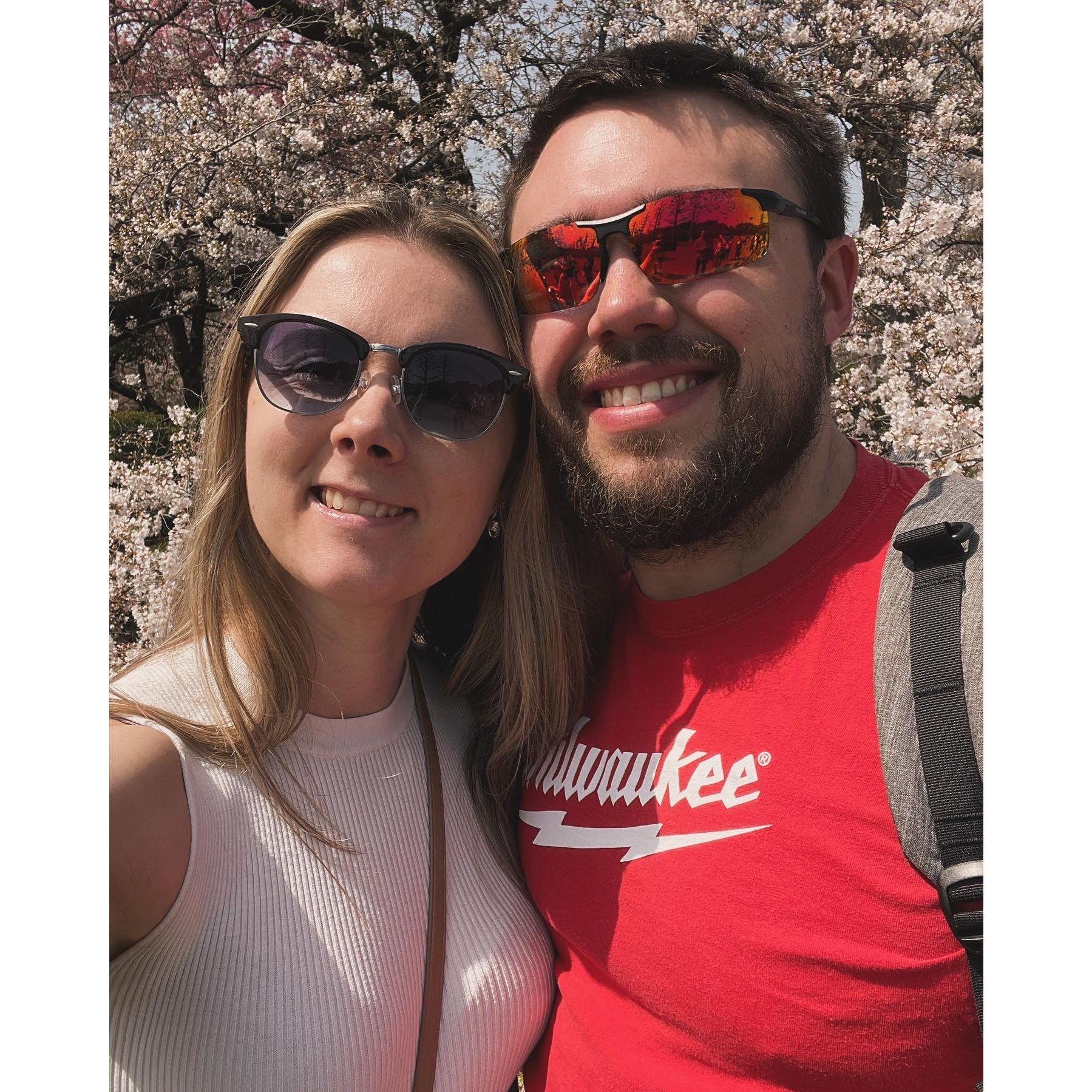 Cherry Blossoms in Japan