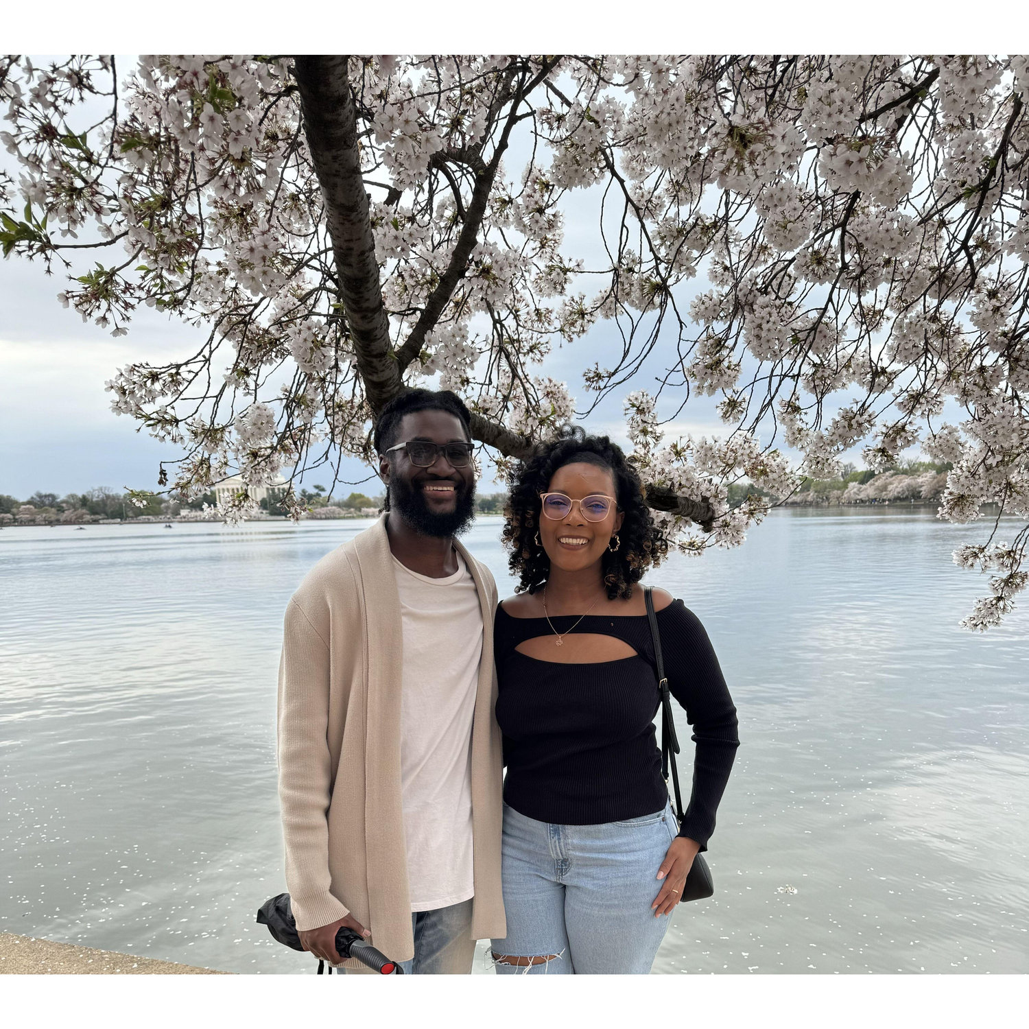 Cherry Blossoms