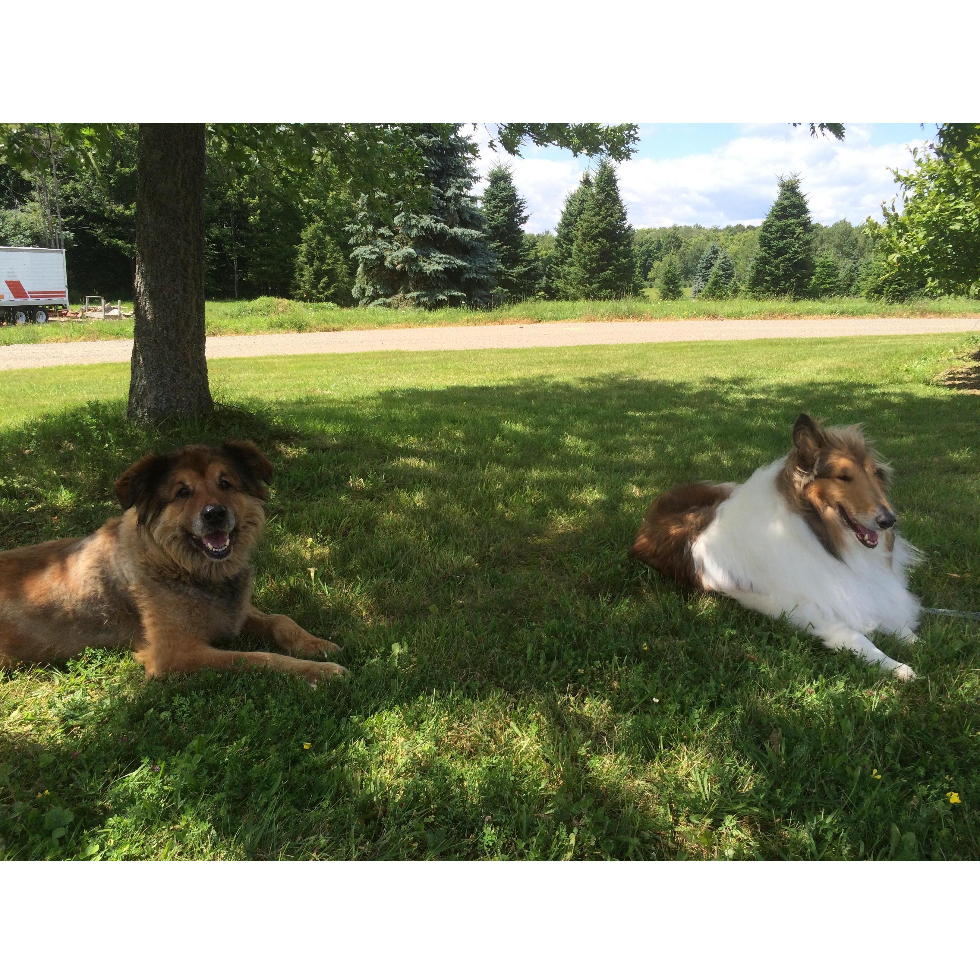 Friends Dozer and Finley relaxing.  Finley would come down to the farm occasionally to visit with Dozer and Jason