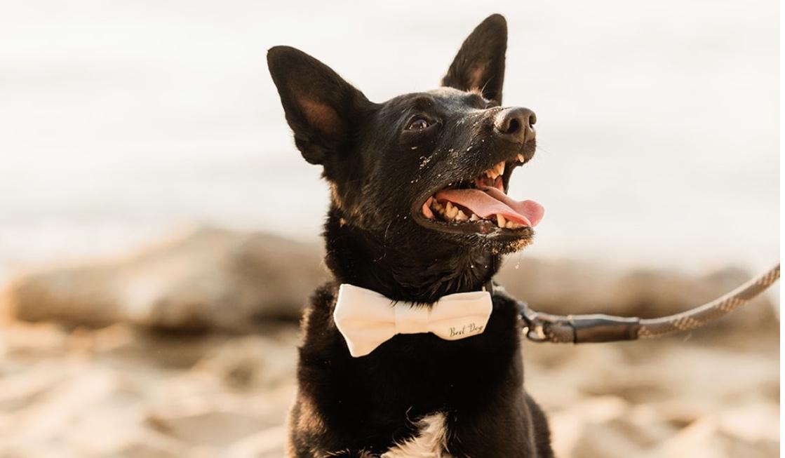 The Wedding Website of Sara Crossley and Russell Williams