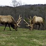 Chestatee Wildlife Preserve & Zoo