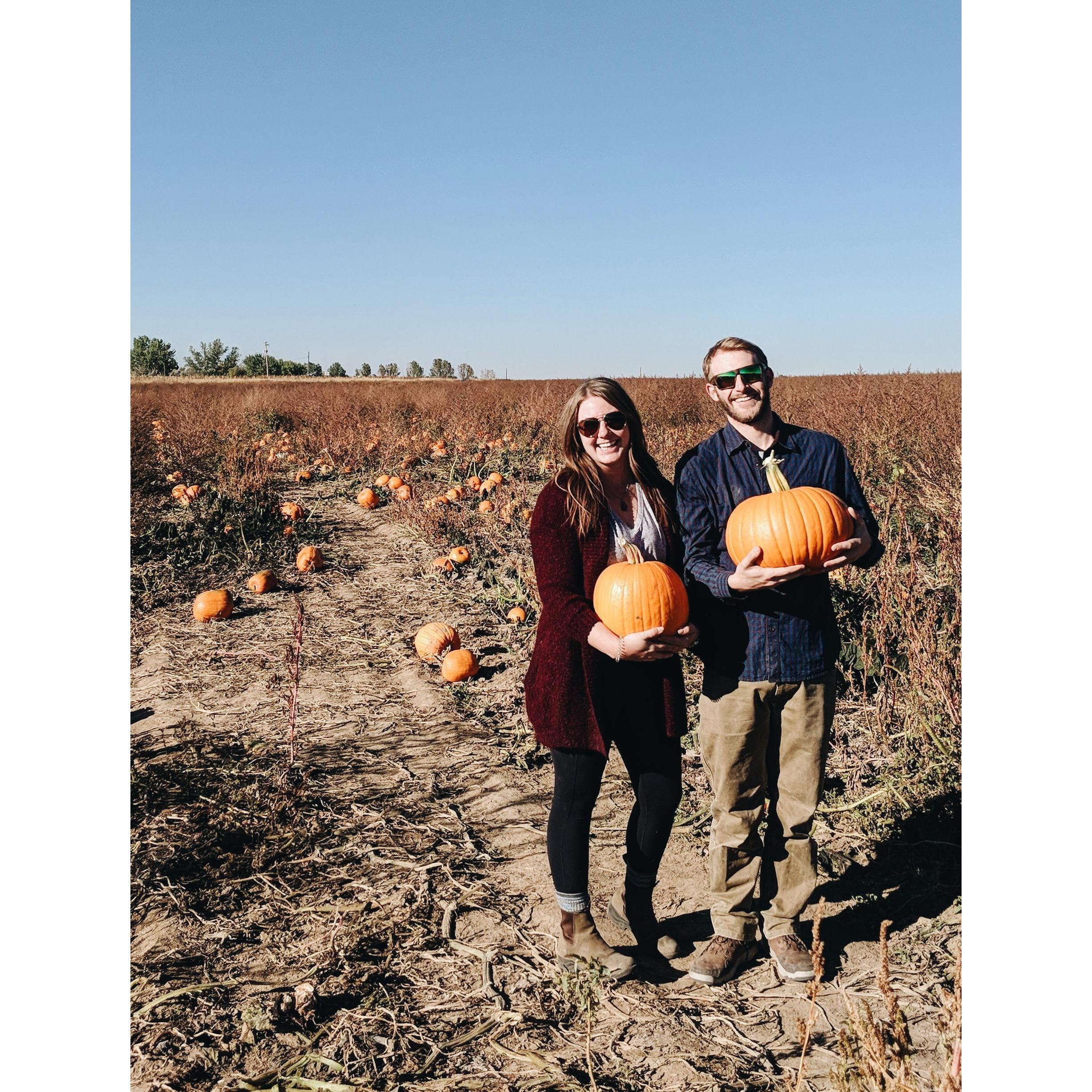 Pumpkin picking in October 2018