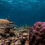Snorkeling Excursion