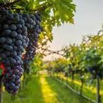 Cascia Vineyards & Winery