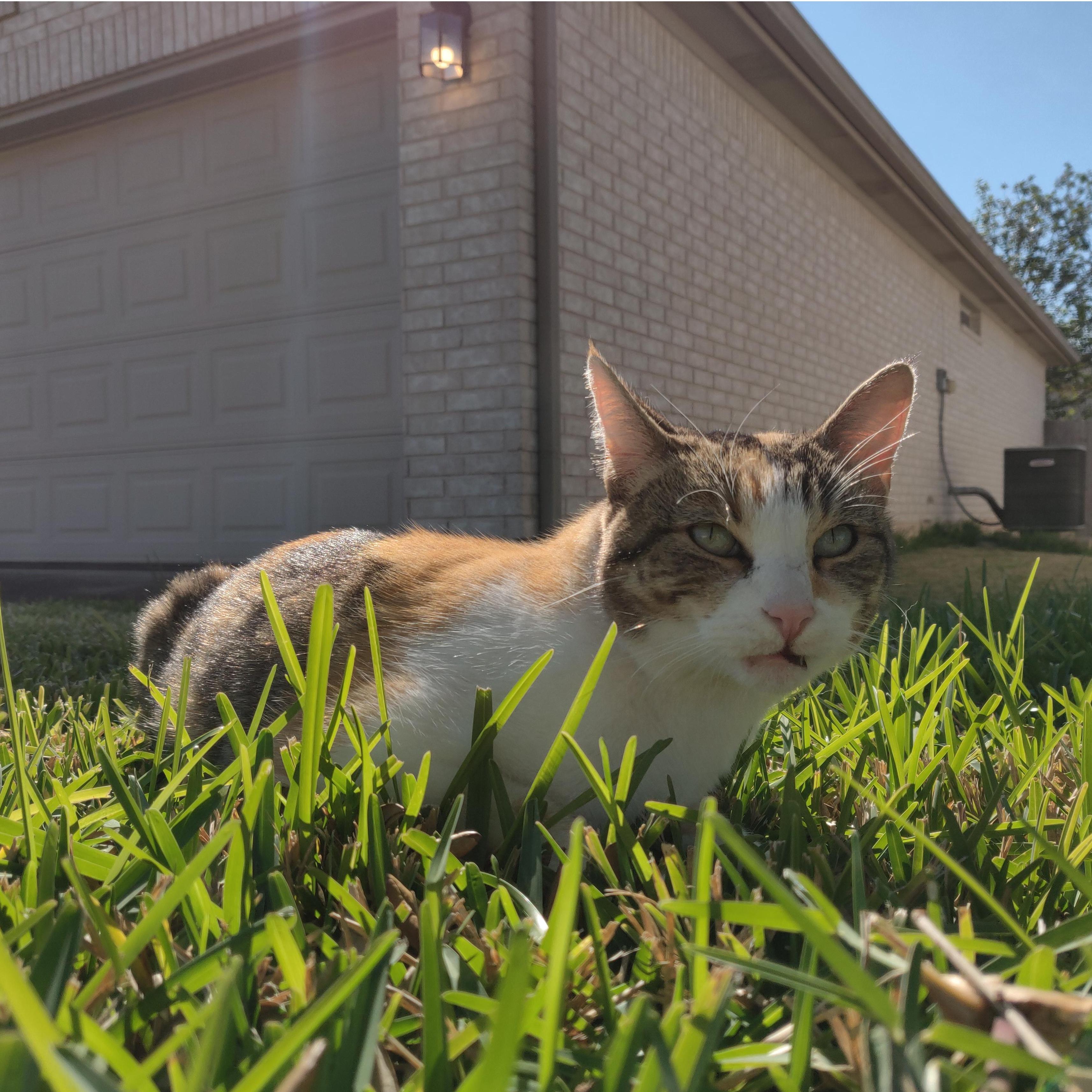 Buster, the cat that adopted Brittany and Adam