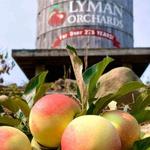 Lyman Orchards Farm Store at the Apple Barrel