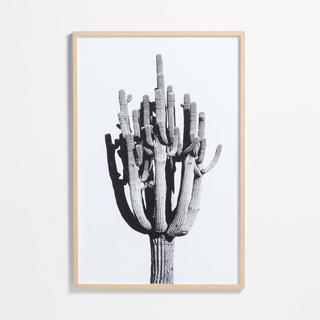 Cactus by Jennifer MaHarry Framed Photography Print
